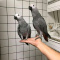 African grey for sell call or text:+17072475602