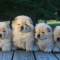 Chow Chow Puppies looking for new home