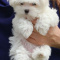 A.K.C reg Maltese Puppies, Adorable little balls of fluff