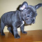 Blue French Bulldog Puppies