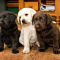 Labrador puppies getting ready for their new homes