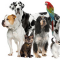 puppies,dogs,birds and other pets for sale