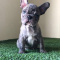 Quality French Bulldog Puppies Available