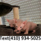 Outstanding hairless sphynx kittens for sale!