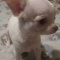Apple Head Chihuahua Puppy