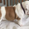 Adorable English bulldog puppies available for rehoming