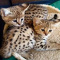 Bengal Kittens Available