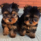 Yorkie puppy. 12 weeks old!!
