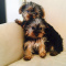 Teacup Yorkie Puppies for Adoption