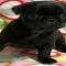 Pug Puppies for sale, Cutes pugs available for adoption