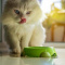 Persian kittens for sale, Persian kittens, Persian kittens for a
