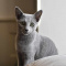 russian blue kittens for sale