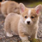 Do you want to better understand your Dog?