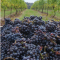 Bringing California Wines to Canada!