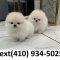 Beautiful t-cup pomeranian puppies for sale!