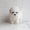 preciouse white poodle puppies for adoption