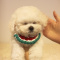 we are giving our white poodle puppy for adoption