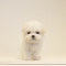 cute and tiny poodle poodles for rehoming