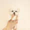 Giving out our cute poodle for adoption