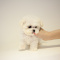 Lovely pups for adoption