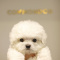 beautiful playful poodle puppies for rehoming