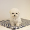 perfect playful toy poodle puppies for a new home