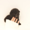 Lovely Poodle Puppies For Rehooming