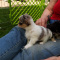 cute Puppy dog