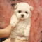 cute teacup poodle