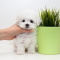 DONT MISS TO ADOPT THESE LOVELY POODLE PUPPIES