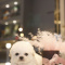 Adopt a lovely puppy today