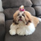 Adorable Male And Female Shih Tzu Puppies