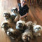 very very cute pups for your kids...very very cute pups come pic
