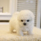 ADOPT A LOVELY POODLE AND MAKE YOUR HME FUNKY
