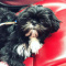 Shih Tzu Puppies with all their papers