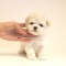 Adorable teacup and toy poodle puppies ready for a new home
