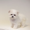 loving poodle puppies ready for a new home