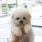 LOVING AND PLAYFUL PUPPIES FOR A NEW HOME