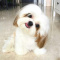 Shih Tzu Puppies for a good home