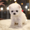 CUTEST POODLE PUPPIES READY FOR A NEW HOME