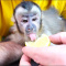 Cute, Healthy M Monkeys