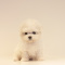 cute poodle puppies ready for a new home