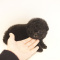 LOVELY PUPPIES FOR A NEW HOME