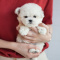 loving cute and adorable poodle puppies for adoption