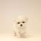 Adorable toy poodle