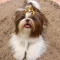 very very pretty pups for your kids