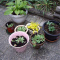 PLANTS-CHICKSHENS/EXMAS ROSE/CREEP JENNY/HOLLIS