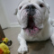 English Bulldog Available for Sale
