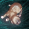 Tiny Imperial Shih Tzu Male AKC