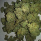 Top shelf Indoor Medical Marijuana available cheap